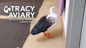 Our Andean goose is very curious and sometimes quite nosy! Enjoy this video of her checking one of our off exhibit areas to see if our keeper staff has set it up in a way that meets her standards. #WaterfowlWednesday | Tracy Aviary