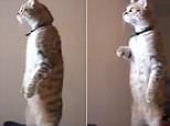Dancing queen: Real life 'Garfield' cat dances for his owner