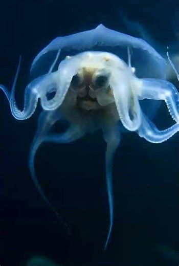 If you see this pulse in the dark, it’s already too late to swim away #alienoceans #betrayal