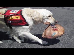 Brilliant Service Dog