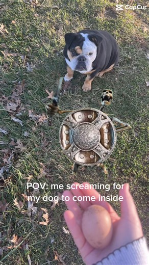 #tiktok #capcut #dogs #funny #meme