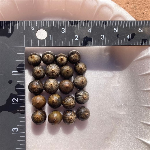 2025 Fresh 20 Organic Pin Oak Acorns Tree Seeds for Planting, No Floaters. - Etsy