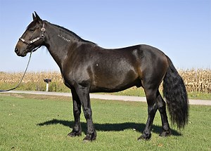 Mustang Horse Breed Information, History, Videos, Pictures