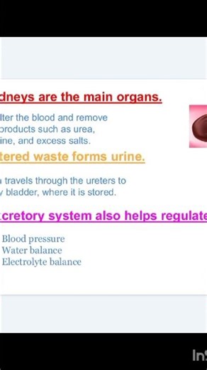 Urinary System B pharm #bpharmacy #pharmcology #urinary #students #exam #university #shorts #pci