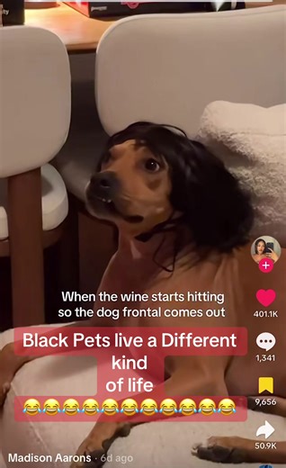 Secret Life of black pets #blackticktok #pets #funny | secret life of black pets