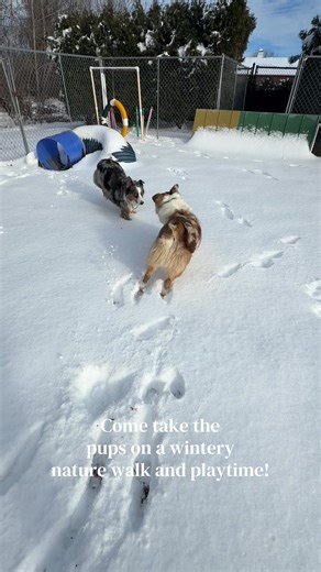 17 reactions · 3 comments | These pups loved their snowy...