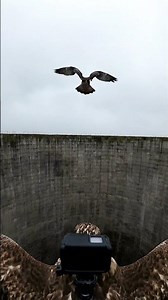 A Hawk Flies Into the Forbidden Zone of Chernobyl… What It Sees Is Alive #gopropov #gopro #hawk