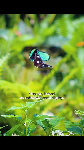 42K views · 607 reactions | Colorful butterfly with ultraviolet #animals #animalworld #butterflies #ultravioletlight | Animal Documentary | Facebook