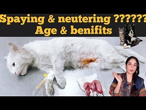 Best age of pets for spaying & Neutering / Benefits of spaying and neutering in dogs and cats