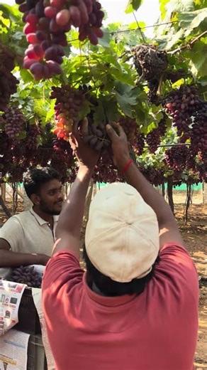 Very beautiful grapes harvesting #farming #agriculture #farmlife #grapeharvest