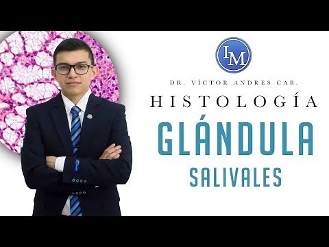 Histology | Digestive System | Salivary Glands