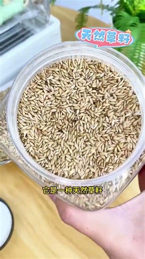 Feed your parrot Canary Island jelly! The birds get their nutrition while eating, it's healthy,