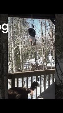 Squirrel Gets Stuck on Spinning Bird Feeder || ViralHog