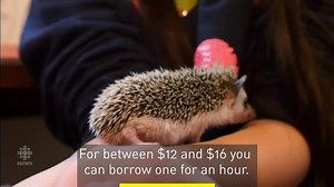 134K views · 1.6K reactions | Peek inside Tokyo's latest animal café...