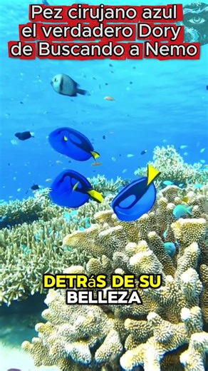 Pez cirujano azul: el verdadero Dory de Buscando a Nemo. #viralreelsシ #viralshorts | El Misterioso Mundo Bajo las Olas