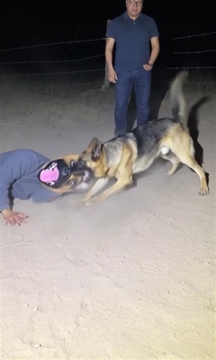 Perro ataca a un therian: risas aseguradas