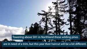 1.7K views · 11 reactions | Our maintenance crews say a new piece of technology is a game-changer for pruning trees next to our state highways. They are now able to more efficiently trim towering pines, with their feet still safely on the ground. | NZ Transport Agency Waka Kotahi - Auckland | Facebook