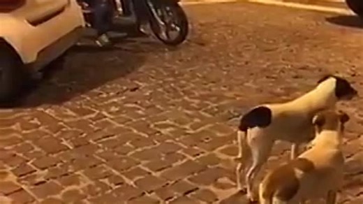 Провокаторы