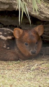 Cuteness Overload: The Southern Pudu Fawn You Never Knew Existed | Bagh Dushkhel