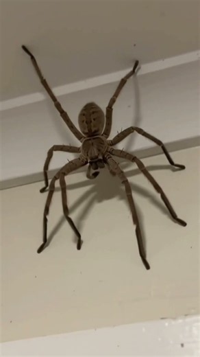 POV: The Spider as Big as a Dinner Plate 🕷️💀