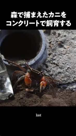 森で捕まえたカニをコンクリートで飼育する⑩ #森こんにゃく #カニ | カニ飼育