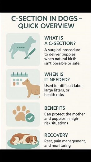 C-Section in Pets: A Life-Saving Surgery Explained🐶 #dog #cat #education #feline #veterinarian #vet