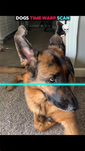 dogs doing time warp scan 🥶💀 #dog #animals