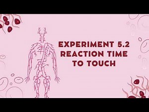 LAB 5 : Spinal reflexes and reactions in humans