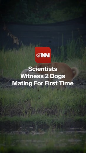Scientists Witness 2 Dogs Mating For First Time | The Onion