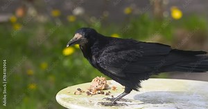 Rook black crow bird eating seed and nuts from garden table slow motion