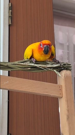 Sun Conure Shredding is Pure Chaos!