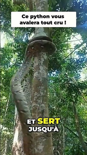 This snake kills without biting 😨