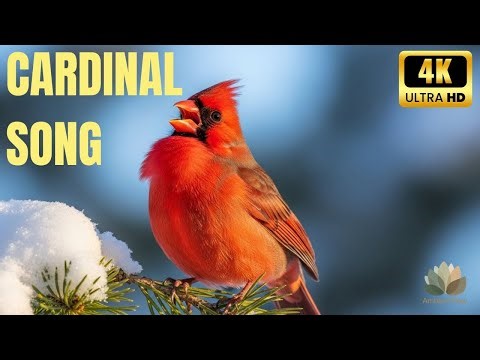 The Sound of the Northern Cardinal Bird