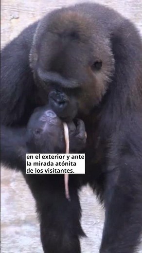 Una gorila pare (con público) en el Bioparc de Fuengirola