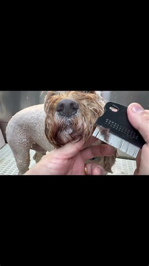 Dog groomer POV: this is why your cockapoo gets eye gunk 👀🐶 #shorts