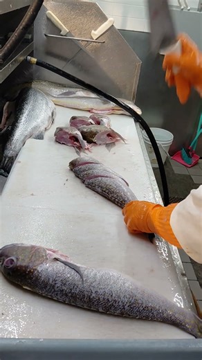 Tile fish steak for set up