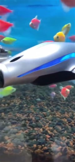 #fish #aquarium #aquariumfish #colorfulfish #exoticaquariumfish #glofish #aquascapegallery #petfish