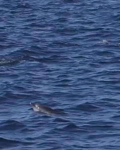 Common dolphins - One of the most intelligent and friendly mammals in the world..🐬🐬💙 . #dolphin #dolphins #ocean #sea #nature #whale #cetacean #seaworld #animals #dolphinlove #wildlife #orca #killerwhale #love #photography #marinelife #bottlenosedolphin #whales #cetaceans #underwater #animal #seaworldorlando #seaworldcares #dolphinwatching #dolphintale #sealife #oceanlife #orcas #dolphinproject #travel | Pamela Rosa