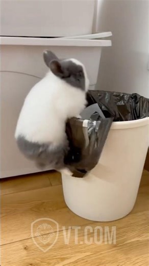 Silly Rabbit… Tricks Are for Kids 🗑️🐰