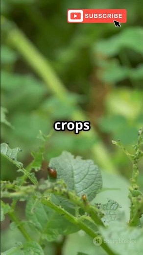 The killer behind the Irish famine—Phytophthora infestans and potato blight! 🥔⚠️ #PotatoBlight