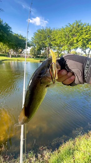 Catching Little Bass with Custom Bait: Senko Tutorial