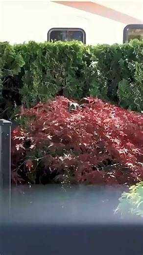 Sleek & Durable Aluminum Fence Panels | Style + Security 🔒✨