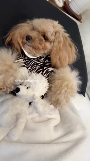 First Day of Work vs 3 Years: A Corporate Canine's Journey