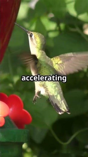 Hummingbird Strength: Speed of the Skies 🪶⚡