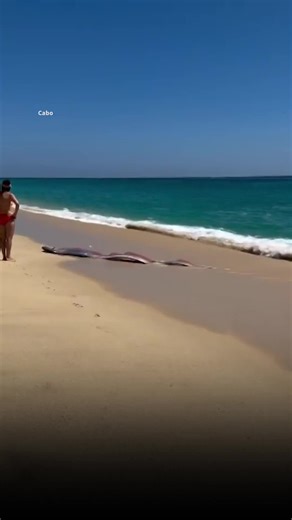 Au Mexique, des touristes ont fait une surprenante découverte : deux poissons-rubans échoués sur la plage. Ces poissons habituellement présents dans les abysses sont très rares à observer.
