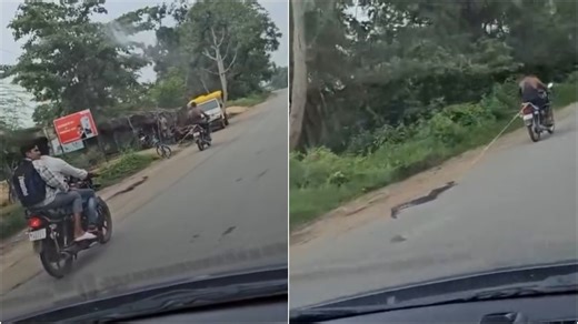 Chhattisgarh man ties python to bike with rope, drags it along road in viral video