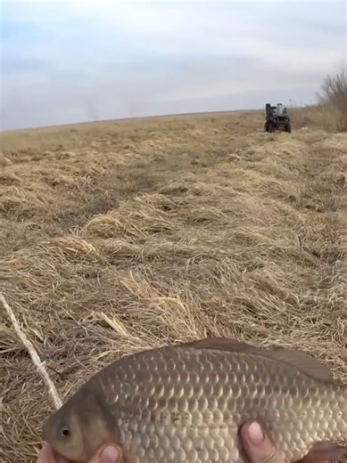 Caught perch ,ide , threw a lift from the boat #net #boat #fishing #ribalka_ribalka