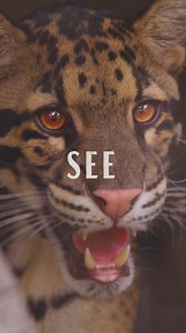 1.8K reactions · 73 shares | Feast your eyes on the big cats like never before. The Fort Worth Zoo’s newest habitat, Predators of Asia & Africa, is filled with adventure for the family! | Fort Worth Zoo | Facebook