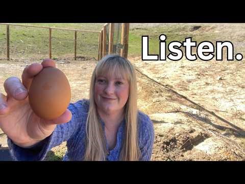 The 4 sounds chicks make in the egg (and what they mean!)