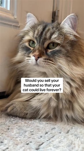 No brainer #cat #catsoftiktok #fyp #cattok #CapCut